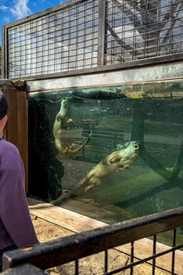 A young girl looks at otters swimming in an enclosure at a zoo near Rochester.